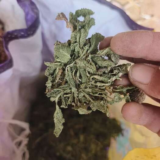 确山县【蛤蟆草】荔枝草，全株，颜色靓丽。山区特产。当年新货