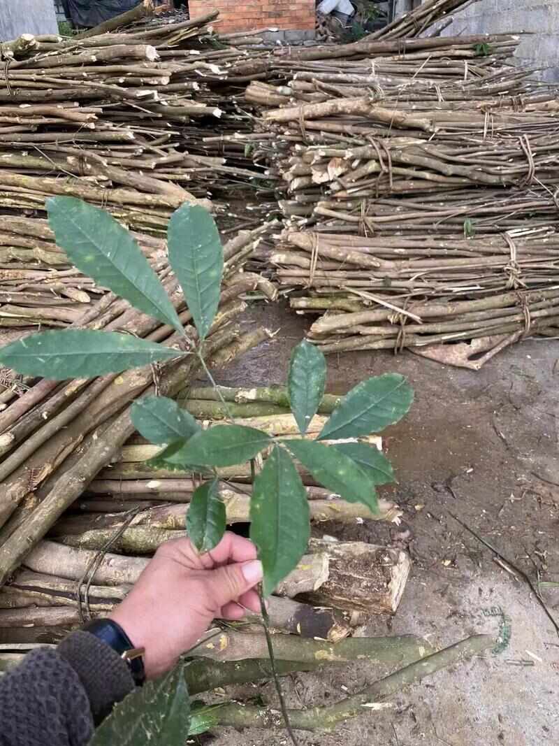 广东云浮罗定三丫苦中药材全草类药材批发供应