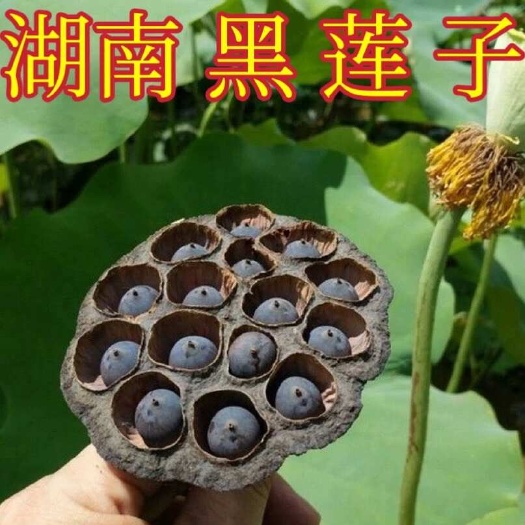 衡阳县湘莲 黑莲子红皮莲子 老莲子 铁莲子带壳莲子 干莲子