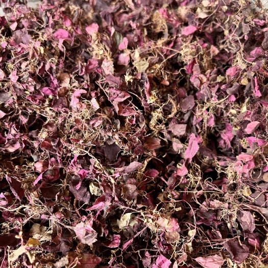 雅安小叶全红风柜斗草