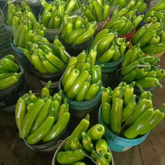 莒县山东西葫芦大量上市了