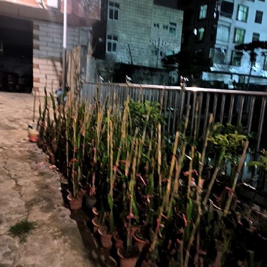 深圳红皮红肉火龙果苗
