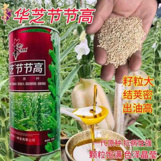 华芝节节高白芝麻种子 中早熟抗病丰产四棱白芝麻种子