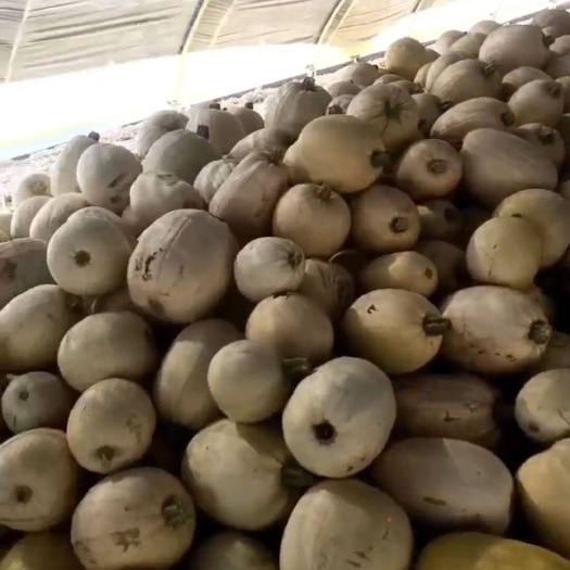 邳州市邳州金丝茭瓜扒丝凉菜凉拌