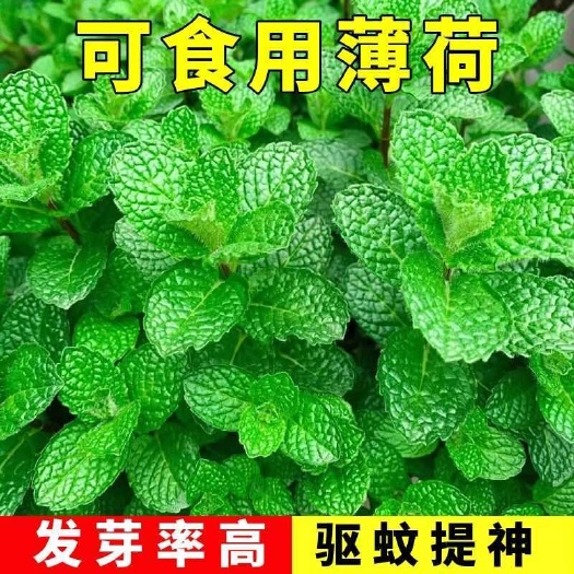 唐河县薄荷苗室内外盆栽留兰香柠檬薄荷苗四季播种