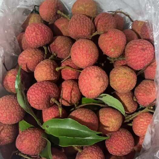 高州市荔枝：白糖罂
