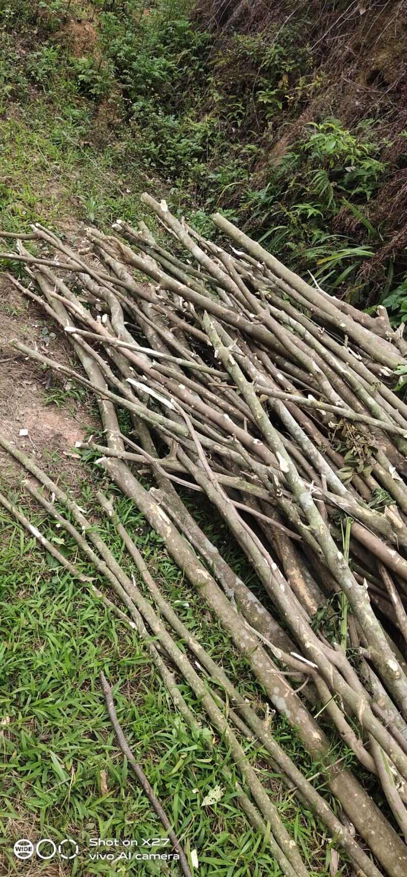 广东云浮罗定三丫苦中药材全草类药材批发供应