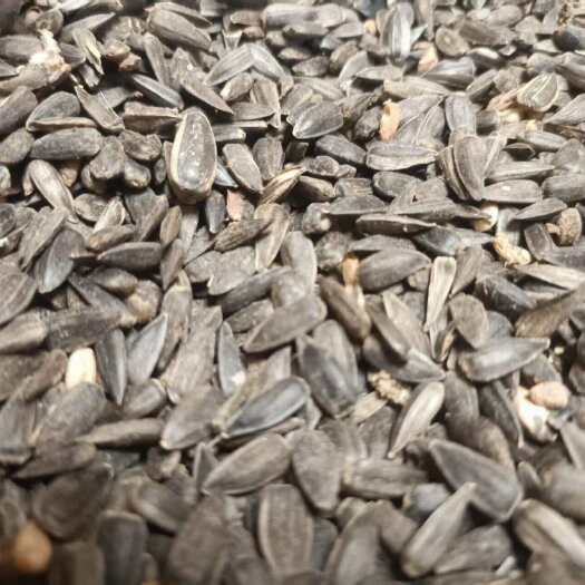 急售陈年油葵籽，一万多斤，价格从优