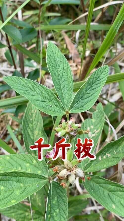罗定市千斤拔