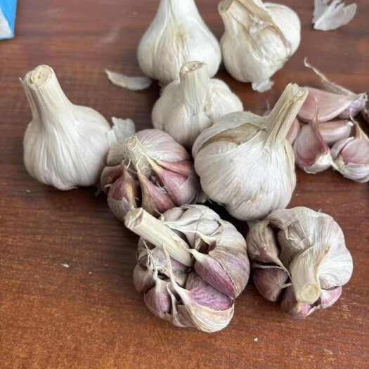 彭州市四川彭州正月早二水早蒜苗种子红根蒜苗种子