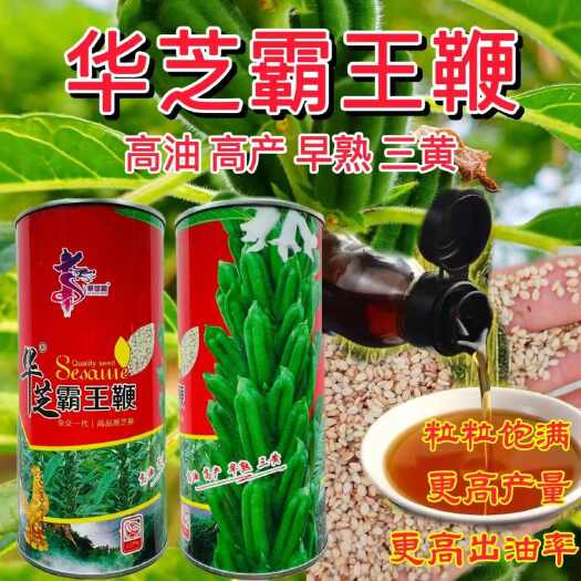 白芝麻种子 中熟抗病四棱白芝麻种子 全生育期85天左右