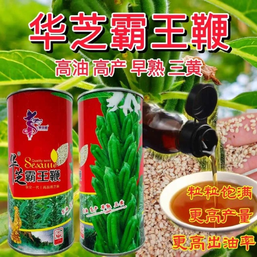 宿迁白芝麻种子 中熟抗病四棱白芝麻种子 全生育期85天左右