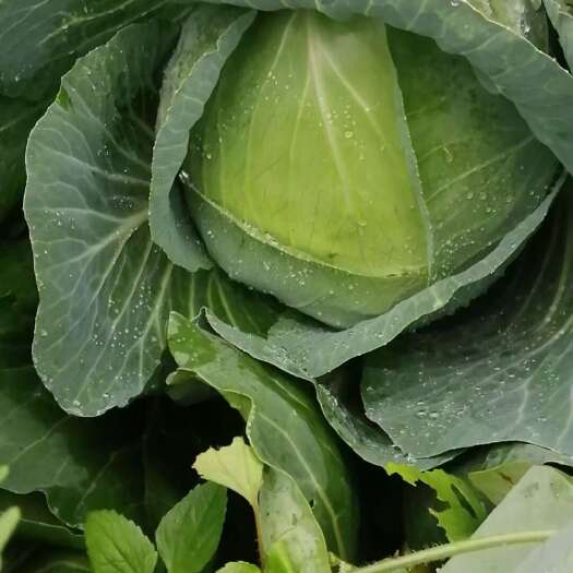 平包菜   每天两车到广州佛山支持小批量拿货