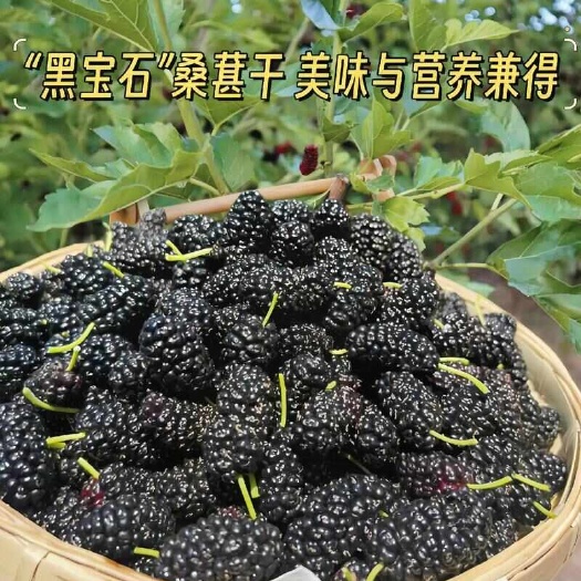 盐源县干桑葚