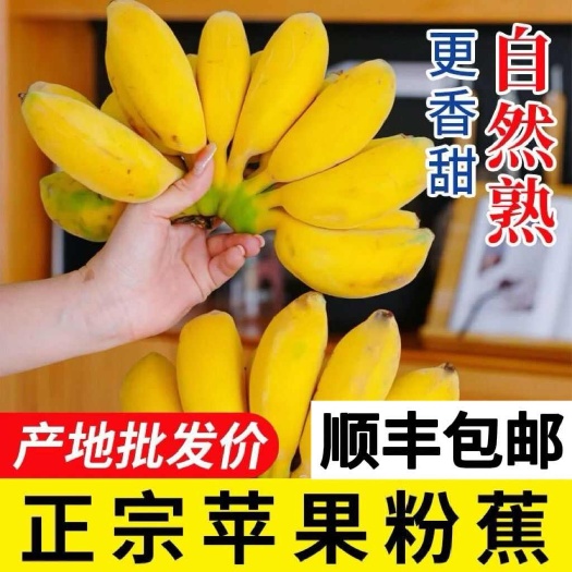 广东徐闻苹果香蕉 当季新鲜苹果香蕉（顺丰包邮）