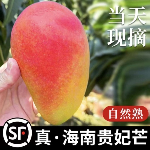 海南贵妃芒果，便宜又好吃
