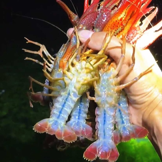 洪湖市【优质】湖北洪湖小龙虾清水虾小青中青大青鲜活包邮底板干净