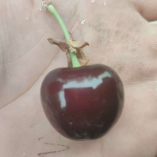 莎车樱桃