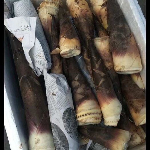 邛崃市成都斑竹笋批发