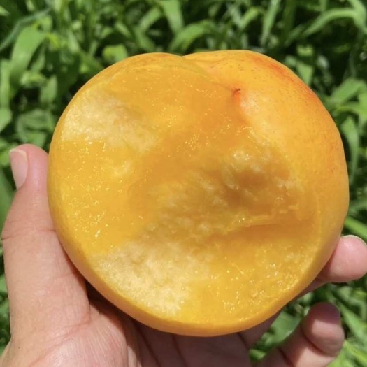蒙阴县蒙阴蜜桃
