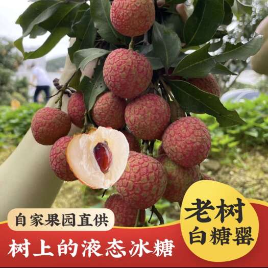 高州市高州白糖罂
