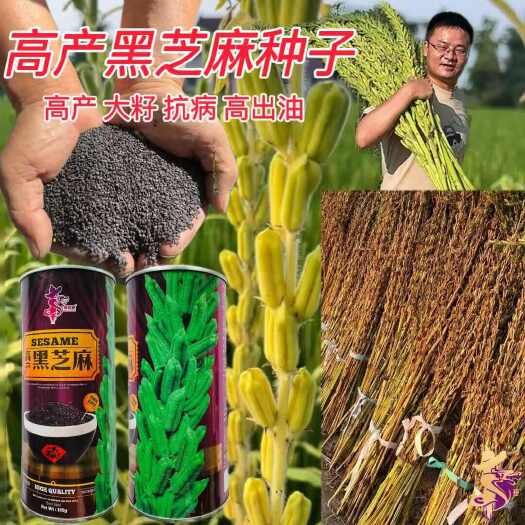 宿迁丰产黑芝麻种子单杆中熟抗倒伏黑芝麻种子 全生育期90天左右