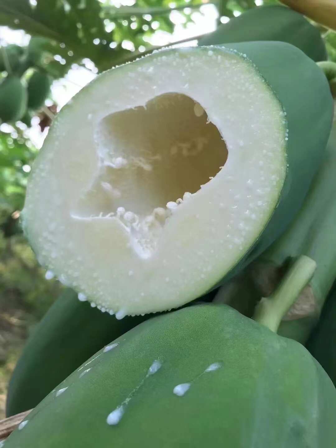 柠檬香茅草，柠檬叶，芭蕉叶，青木瓜，南姜，现割现发