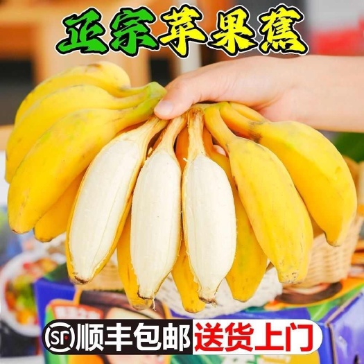 广东徐闻苹果香蕉当季新鲜水果香蕉（顺丰包邮）