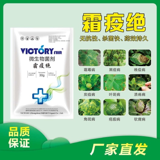 长沙霜疫绝霜霉灰霉早晚疫克星微生物菌剂安全无抗性持久有效粉剂专用