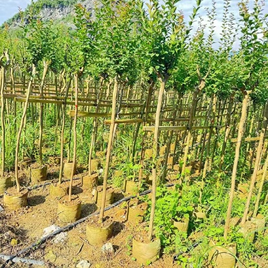桂林小叶紫薇，细叶紫薇袋苗3-4-5-6公分
