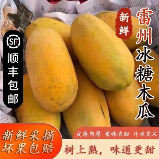 （不甜包赔 树上熟 雷州冰糖红心木瓜）新鲜水果现摘顺丰包邮