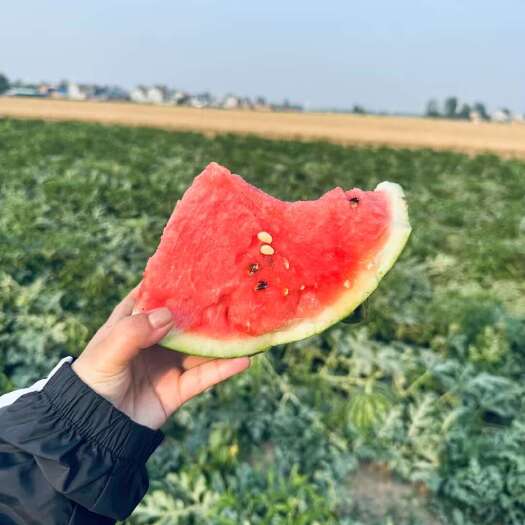 露天有籽美都麒麟西瓜