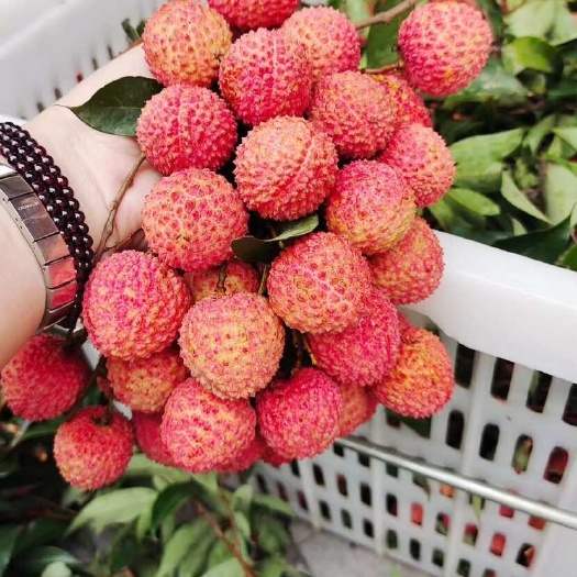桂香盈齿，荔枝至味——当季桂味荔枝，一口穿越岭南清甜