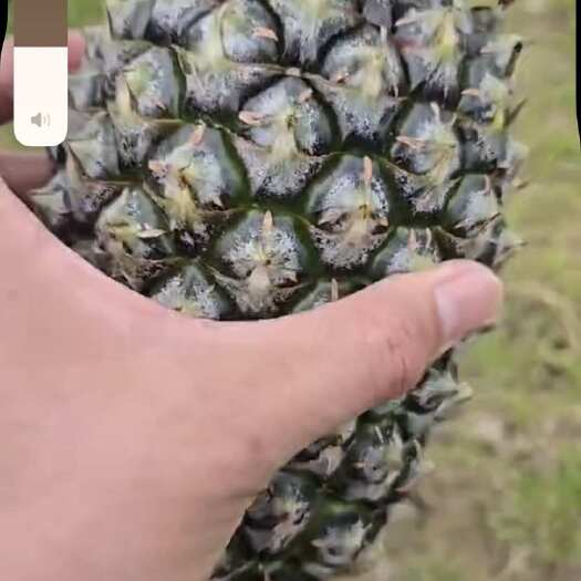 澄迈县菠萝