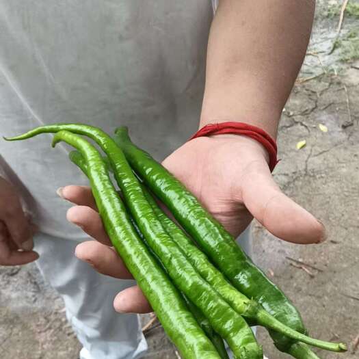 三都县8号辣椒，牛角辣椒