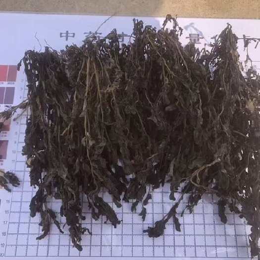 长葛市马齿苋2025年（前期嫩马齿苋）全部是装箱子。