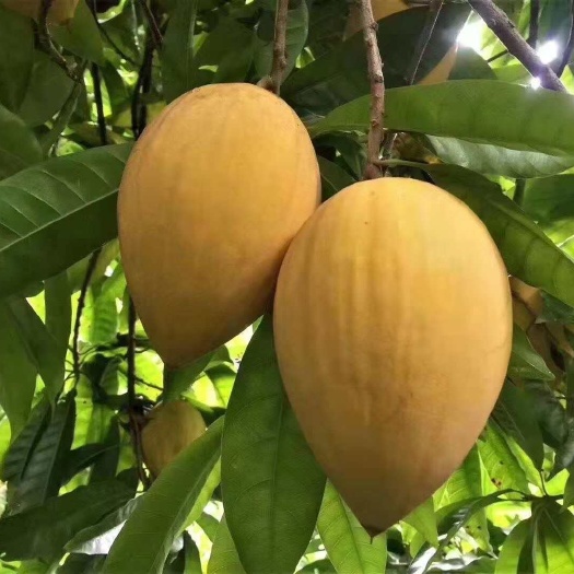 灵山县耀堂仙桃苗 蛋黄果苗 楼顶阳台都可以种植  嫁接容器苗