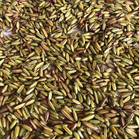 沭阳县三叉白芨种子  紫花三叉大白芨果夹  宽叶品种白芨种苗提供苗