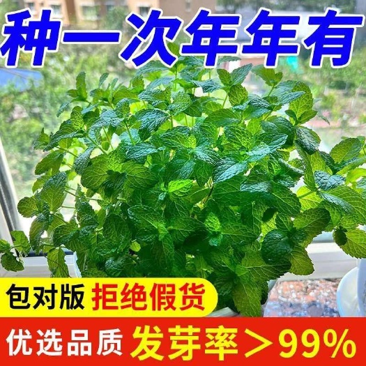 唐河县老品种薄荷苗室内外盆栽留兰香柠檬薄荷苗】四季播种