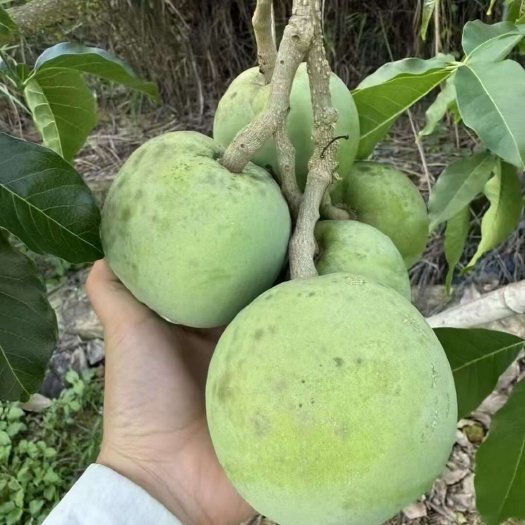 冰淇淋白柿嫁接苗植后2-3年即可结果，种株距3米×行距4米，