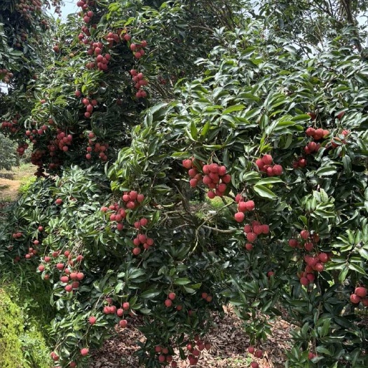 高州市高州根子白糖罂荔枝