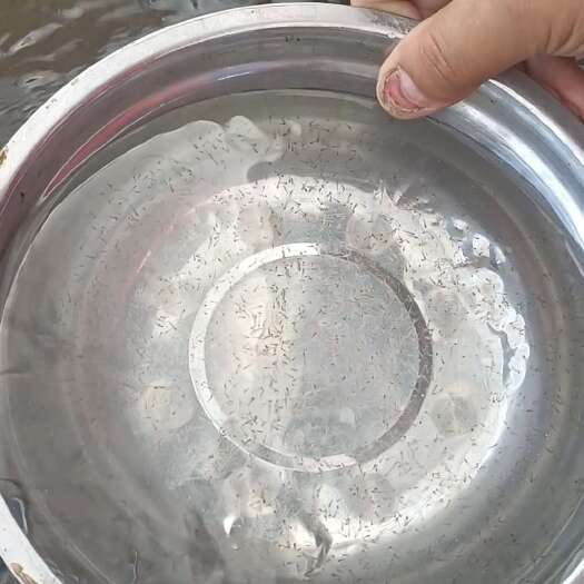 太康县泥鳅苗