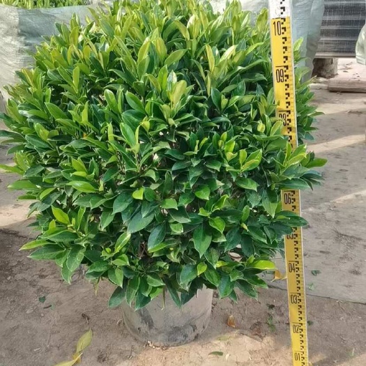 广州各种规格非洲茉莉基地直销