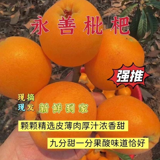 永善县永善特色枇杷皮薄肉厚汁浓香甜颗颗精选现摘现发优质水果新鲜到家