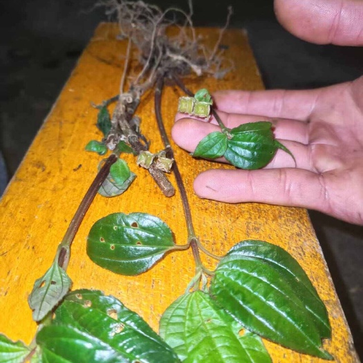 芒市风柜斗草