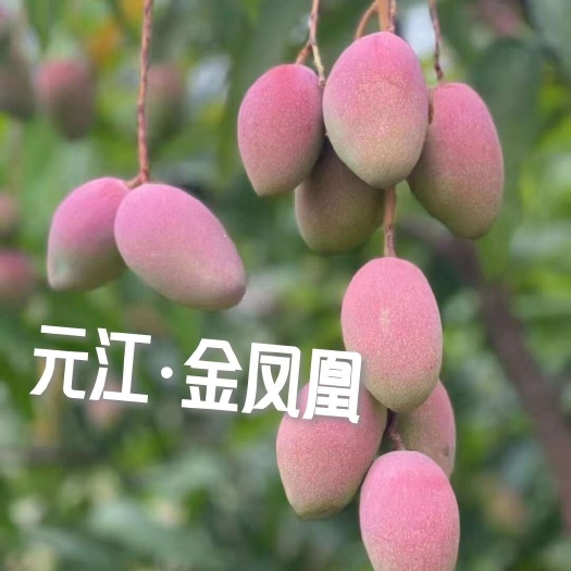 元江县云南元江热带水果金凤凰芒果