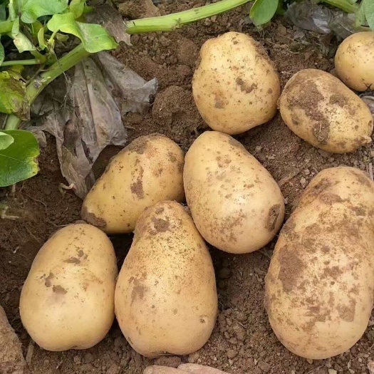 襄樊土豆