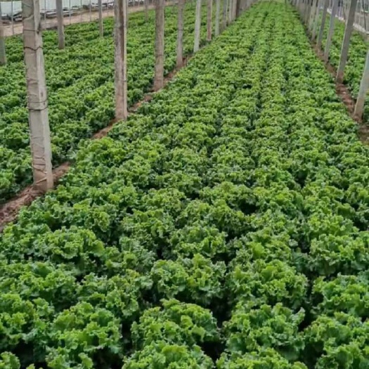 精品生菜，各种叶菜对接 批发市场 电商