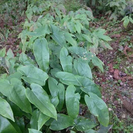 瑞昌市供应高品质淫羊藿种苗健康茁壮适合大面积种植