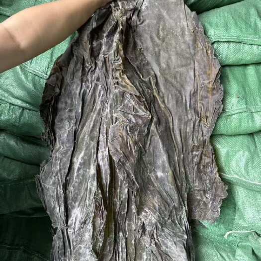 成都新货山东海带皮到货泡发率高  易炖耙  嫩菜 口感更好大